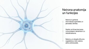 Presentations 'Neiroplastiskums un novecošana: vai smadzenes saglabā elastību pēc 60 gadiem', 5.