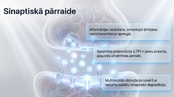 Presentations 'Neiroplastiskums un novecošana: vai smadzenes saglabā elastību pēc 60 gadiem', 7.