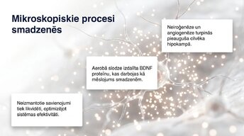 Presentations 'Neiroplastiskums un novecošana: vai smadzenes saglabā elastību pēc 60 gadiem', 9.
