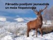 Presentations 'Pārnadžu postījumi jaunaudzēs un meža fitopatoloģija', 1.