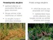 Presentations 'Pārnadžu postījumi jaunaudzēs un meža fitopatoloģija', 4.
