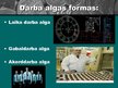 Presentations 'Darba alga', 12.