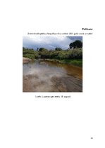 Research Papers 'Laucesas baseina galveno veģetācijas tipu analīze dabas resursu ilgtspējīgai izm', 18.