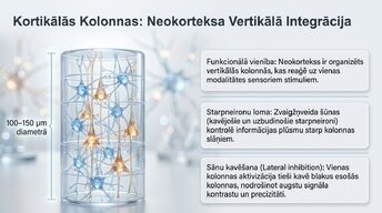 Presentations 'Starpneironi: neirālo tīklu arhitekti', 9.