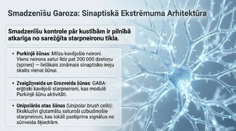 Presentations 'Starpneironi: neirālo tīklu arhitekti', 10.