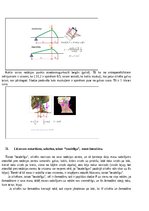 Summaries, Notes 'Atbildes par medicīnas fiziku', 22.