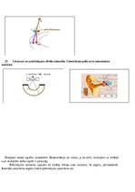 Summaries, Notes 'Atbildes par medicīnas fiziku', 24.