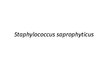 Presentations 'Staphylococcus saprophyticus baktērijas', 1.