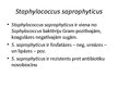 Presentations 'Staphylococcus saprophyticus baktērijas', 2.