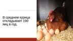 Presentations '20 интересных фактов о животных', 7.