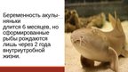 Presentations '20 интересных фактов о животных', 8.