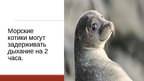 Presentations '20 интересных фактов о животных', 13.