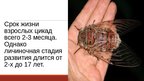 Presentations '20 интересных фактов о животных', 16.