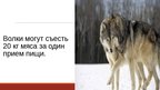 Presentations '20 интересных фактов о животных', 17.