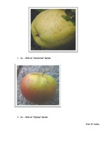 Research Papers 'C vitamīna koncentrācija "Sīpoliņa" un "Antonovkas" šķirnes ābolos atkarībā no u', 27.