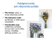 Presentations 'Floristiskas kompozīcijas - pušķi', 10.