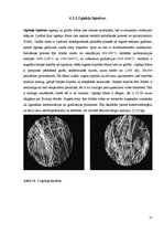 Term Papers 'Magnētiskā lauka iedarbība uz fibrobetonu', 21.