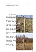 Research Papers 'Apses dabīgās atjaunošanās novērtējums Kolberģa mežniecībā', 24.