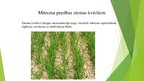 Presentations 'Temperatūras un mitruma ietekme uz ziemas kviešu ražu un kvalitāti', 7.