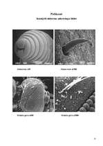 Research Papers 'Elektronu mikroskopa darbības principi', 10.