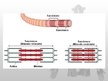 Presentations 'Muskuļu fizioloģija', 12.