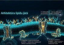 Presentations 'Šūnu membrānas un jonu kanāli', 4.