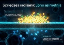 Presentations 'Šūnu membrānas un jonu kanāli', 5.