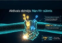 Presentations 'Šūnu membrānas un jonu kanāli', 6.