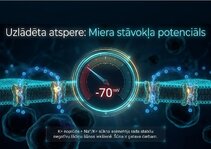 Presentations 'Šūnu membrānas un jonu kanāli', 7.