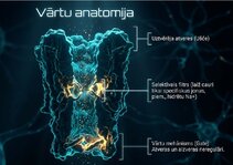Presentations 'Šūnu membrānas un jonu kanāli', 8.