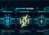 Presentations 'Šūnu membrānas un jonu kanāli', 9.