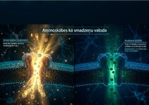 Presentations 'Šūnu membrānas un jonu kanāli', 13.