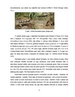 Research Papers 'Āfrikas Nacionālie parki', 15.