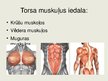 Presentations 'Torsa muskulatūra (māksliniekiem)', 4.