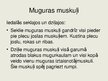 Presentations 'Torsa muskulatūra (māksliniekiem)', 7.