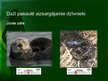 Presentations 'Bioloģiskās vides aizsardzība', 15.