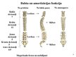 Presentations 'Kustību un balsta struktūru anatomija un biomehānika', 3.