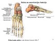 Presentations 'Kustību un balsta struktūru anatomija un biomehānika', 4.