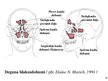 Presentations 'Kustību un balsta struktūru anatomija un biomehānika', 10.