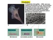 Presentations 'Kustību un balsta struktūru anatomija un biomehānika', 25.