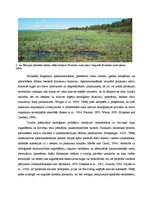 Research Papers 'Apsaimniekošanas ietekme uz ainavu mozaīkas un ekotonu bioloģisko daudzveidību', 5.