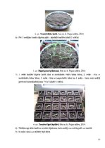 Research Papers 'Laistāmā sastāva ietekme uz tomātu augšanu', 12.
