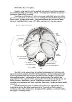 E-book 'Cilvēka anatomija: galvaskauss', 6.