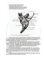 E-book 'Cilvēka anatomija: galvaskauss', 9.