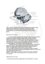 E-book 'Cilvēka anatomija: galvaskauss', 10.