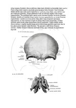 E-book 'Cilvēka anatomija: galvaskauss', 11.