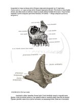 E-book 'Cilvēka anatomija: galvaskauss', 14.