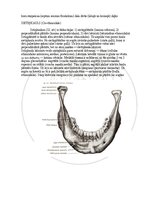 E-book 'Cilvēka anatomija: galvaskauss', 16.