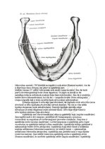E-book 'Cilvēka anatomija: galvaskauss', 17.