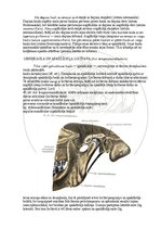 E-book 'Cilvēka anatomija: galvaskauss', 20.